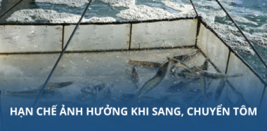 Hạn chế ảnh hưởng khi sang, chuyển tôm